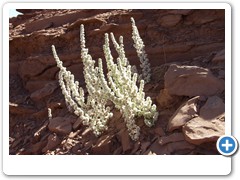 334_Capitol_Reef_NP