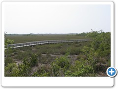 141_Everglades_Anhingia_Trail