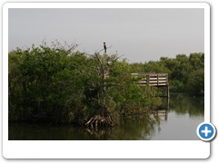 144_Everglades_Anhingia_Trail