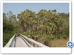 153_Everglades_Anhingia_Trail