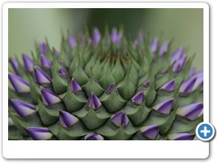 618_Marie_Selby_Botanical_Gardens