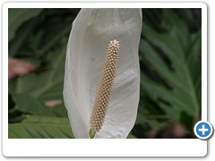 628_Marie_Selby_Botanical_Gardens