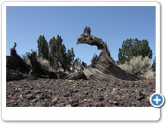 222_Sunset_Crater_Volcano_NM
