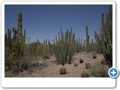 292_Desert_Botanical_Garden_Phoenix