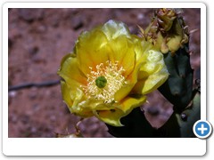 299_Desert_Botanical_Garden_Phoenix