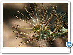 305_Desert_Botanical_Garden_Phoenix