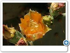 306_Desert_Botanical_Garden_Phoenix