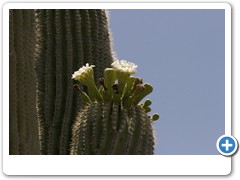 308_Desert_Botanical_Garden_Phoenix