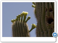 317_Desert_Botanical_Garden_Phoenix