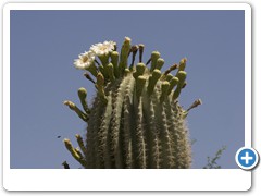 319_Desert_Botanical_Garden_Phoenix