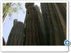 331_Desert_Botanical_Garden_Phoenix