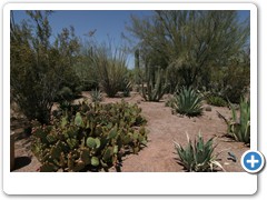 332_Desert_Botanical_Garden_Phoenix