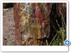 362_Petrified_Forest_NP