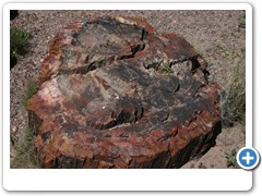 363_Petrified_Forest_NP