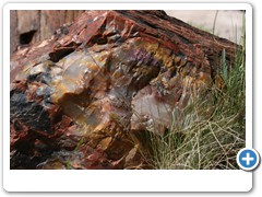 364_Petrified_Forest_NP