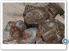 367_Petrified_Forest_NP