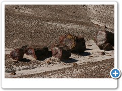 368_Petrified_Forest_NP