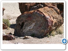 369_Petrified_Forest_NP