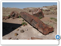 373_Petrified_Forest_NP