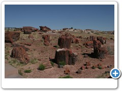 374_Petrified_Forest_NP