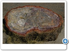 380_Petrified_Forest_NP