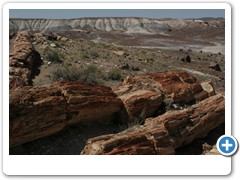 381_Petrified_Forest_NP
