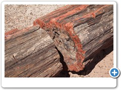 0323_Petrified Forest NP