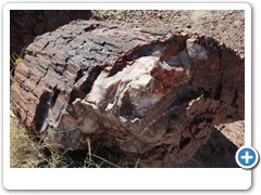 0324_Petrified Forest NP