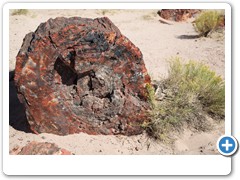 0325_Petrified Forest NP