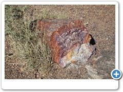 0328_Petrified Forest NP