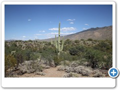 0365_Tucson Saguaro NP