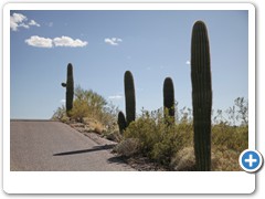 0366_Tucson Saguaro NP