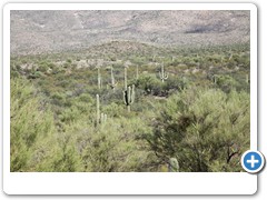 0367_Tucson Saguaro NP