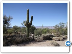 0369_Tucson Saguaro NP