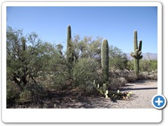 0370_Tucson Saguaro NP