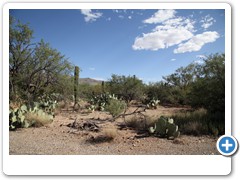 0371_Tucson Saguaro NP