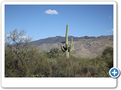 0372_Tucson Saguaro NP