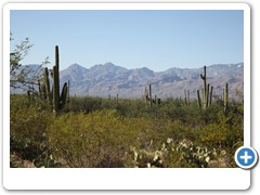 0375_Tucson Saguaro NP