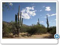 0376_Tucson Saguaro NP
