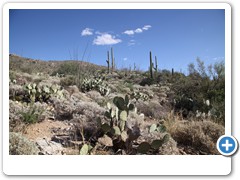 0378_Tucson Saguaro NP