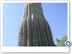 0431_Arizona Sonora Desert Museum