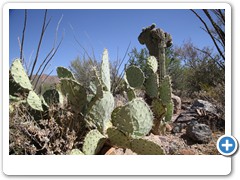 0434_Arizona Sonora Desert Museum
