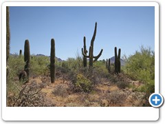 0445_Arizona Sonora Desert Museum