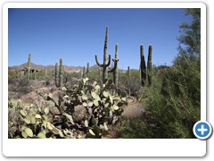 0446_Arizona Sonora Desert Museum
