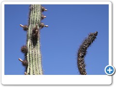 0448_Arizona Sonora Desert Museum