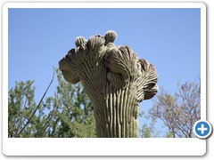 0461_Arizona Sonora Desert Museum