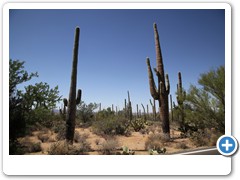 0462_Arizona Sonora Desert Museum