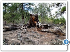 0614_Sunset Crater Volcano