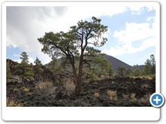 0616_Sunset Crater Volcano