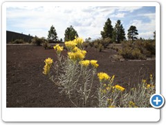 0623_Sunset Crater Volcano